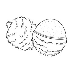 Hand drawn sketch style lychee isolated on white background