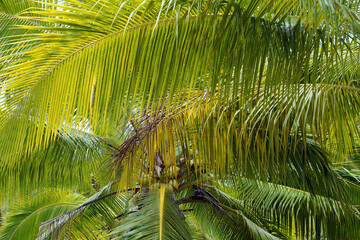 Obraz premium Ile de Maupiti, un paradis sur terre 