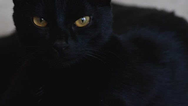 A black adult domestic cat stands sideways. Looking straight into the camera. Favorite pets concept.