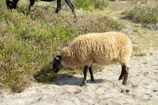 Sheep on the Fischbeker Heide, Hamburg, Germany. High quality photo
