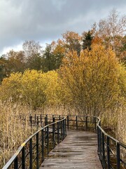 Wooden bridge, a path on the lake shore near St. Petersburg, Russia. Northern nature, autumn landscape in orange tones. An artificial road for walking through the forest.
