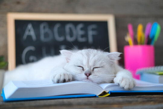 A small white kitten  sleeps on open books against the background of a school board with the English alphabet. The cat is tired of doing homework.