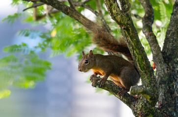 Naklejka na ściany i meble Endemic Red-tailed squirrel sitting in the shade of a tree on the island of Trinidad