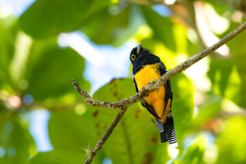 A Guianan Trogon, Trogon violaceus, perching in the forest curiously watching the camera