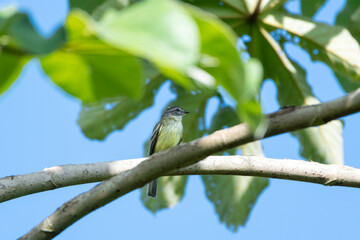 A small gray and yellow bird, Forest Elaenia perching on a branch in a Bacano Tree.