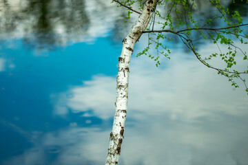 Fototapeta premium Young white birch on the river bank in early spring.
