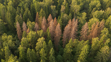 Aerial drone view of the dying forests