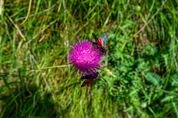 Butterflies blue and red on a fuchsia flower