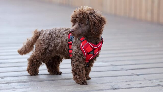 Small chocolate poodle in harness stands on wooden bridge. Domestic dog wraps head in different directions, displaying inquisitive demeanor