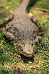Young Nile crocodile faces camera on grass