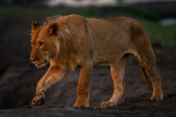 Young male lion walks past lifting foot