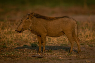 Young common warthog stands on short grass