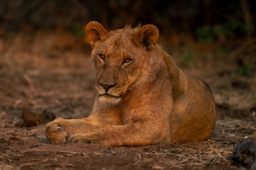 Young male lion lies on sandy ground