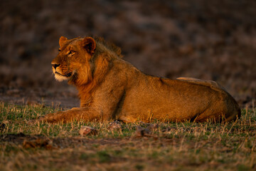 Naklejka na ściany i meble Young male lion lies on grassy floodplain