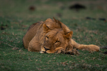 Young male lion lies facing towards camera