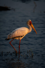 Yellow-billed stork wades through shallows in sunshine