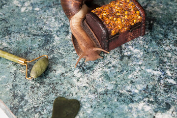 Large adult Achatina snail for cosmetic and medical procedures for skin regeneration, rejuvenation, stone, roller for face and a decorative box made of amber. Image for beauty and cosmetology salons.