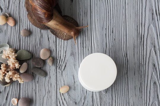 Large Achatina snail for cosmetic and medical procedures for skin regeneration, rejuvenation, coral, sea pebbles and a box for cream, on a wooden background. Image for beauty and cosmetology salons.