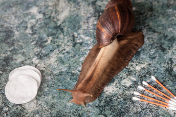 Achatina snail for cosmetic and medical procedures for skin regeneration, rejuvenation, sponges and cotton swabs for the ears, on the tabletop. Image for beauty and cosmetology salons.