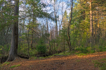 Beautiful summer landscape in a coniferous forest in the Ural Mountains.