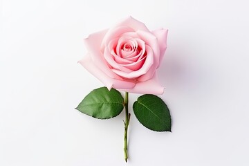 Pink rose isolated on white background.