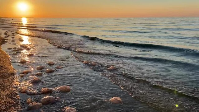 Upload ENVATO Large jellyfish washed up on the shore of the Sea of Azov