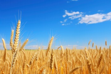 Fototapeta premium Wheat field under blue sky.