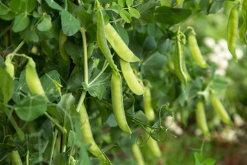 Green pea pod on plant close up. Many pea pods, growing organic food outdoor in garden