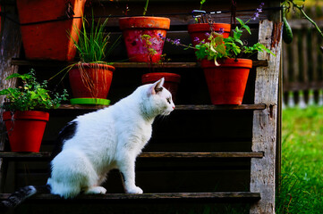 Weiße Katze im seitlichem Vollprofil, sitzt auf Blumentreppe. Draußen im sommerlichem Gartenumfeld.