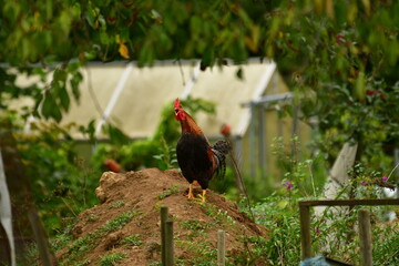 Rooster on hill bird animal colorfull morning germany