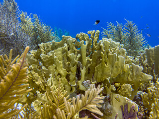 Fire corals ,Millepora