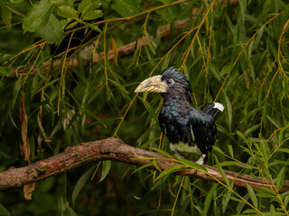 Two  piping hornbill sitting on the branch
