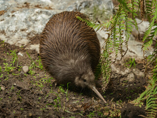 Kiwi, flightless birds endemic to New Zealand