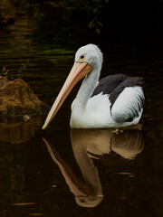 Australian pelican on the lake
