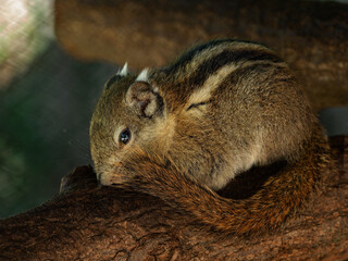Swinhoe's striped squirrel