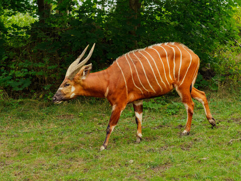 Bongo (antelope) on the green meadow