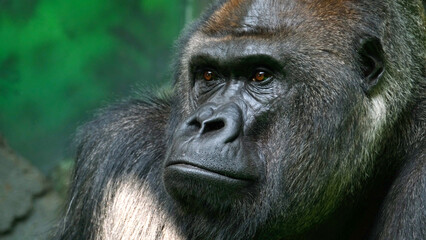 Close-up an adult gorilla looks around against the backdrop of an artificial jungle. Animal...