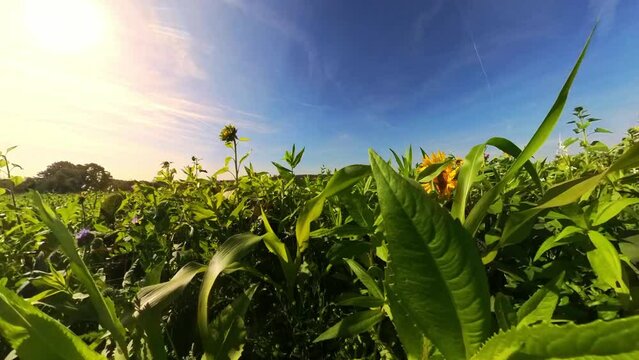 sch&ouml;ne Sonnenblumen wiegen sanft im Wind auf wundersch&ouml;nem Sonnenblumenfeld, blauer Himmel, Nahaufnahme, Insekten