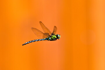 Dragonfly aeshna mixta aka migrant hawker dragonfly in flight above the pond. Orange blurred...
