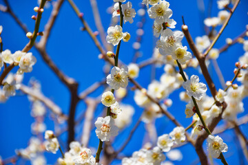 湯島天神 梅まつり　満開の梅の花 コピースペースあり（東京都）
Yushima Tenjin Plum Festival, plum blossoms in full bloom with copy space (Tokyo, Japan)