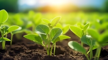 Green soybean plant closeup on a farm during the growth