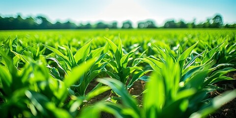 Field of vibrant green biofuel crops. - obrazy, fototapety, plakaty