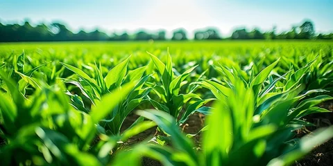 Foto op Aluminium Field of vibrant green biofuel crops. © MSTASMA