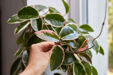 Hoya Crimson Queen leaves close-up in a woman's hand. Variegate leaves with a pink tinge. A...