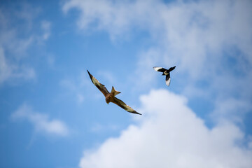 birds in sky