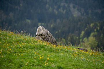 stone wall in the forest