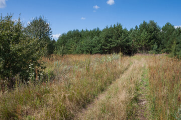 The road to the coniferous forest on a sunny day