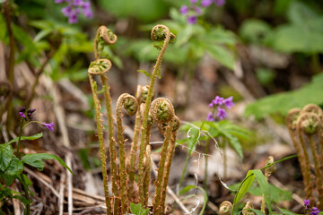 close up of a flower of grass