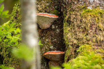 red mushroom on a tree