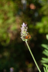 Bee pollinating purple flower. Bee on lavender flower. Close up image with blurred background. Nature wallpaper.